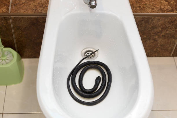 Snakes in the toilet