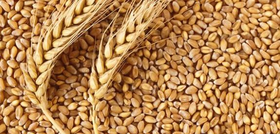 wheat in nigeria